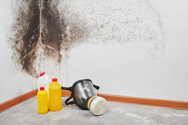 Best White Mold Remediation in Juarez, TX