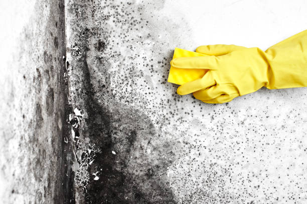 Best Residential Mold Remediation in Juarez, TX