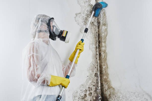 Best Preventive Mold Services in Juarez, TX