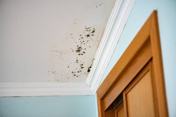Best Insurance-Related Mold Remediation in Juarez, TX