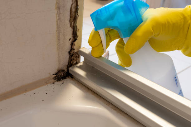 Best Residential Mold Remediation in Juarez, TX