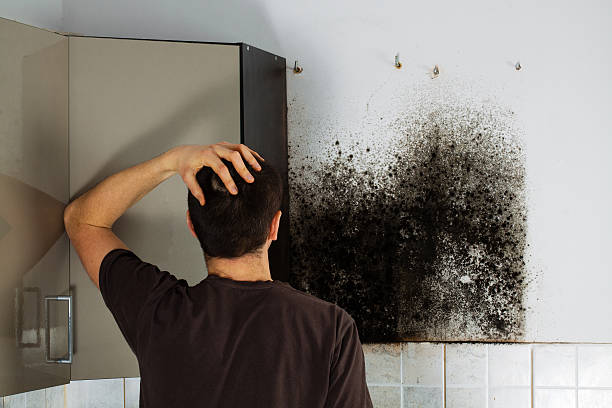 Best Kitchen Mold Remediation in Juarez, TX