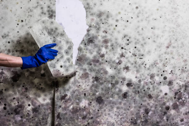 Trusted Juarez, TX Mold Remediation Experts