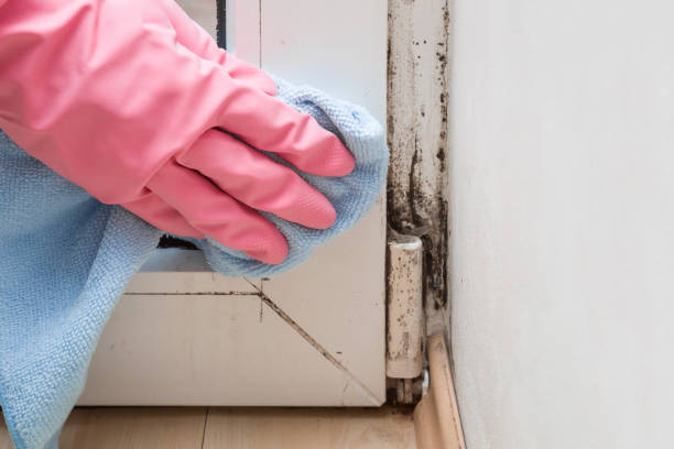 Best Mold Testing and Inspection Services in Juarez, TX
